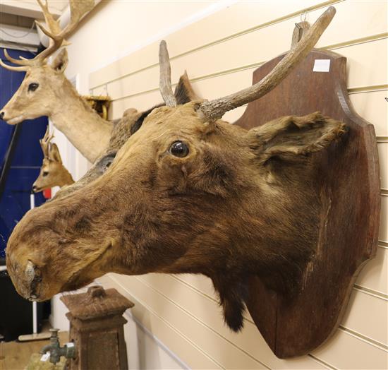 A taxidermy moose head